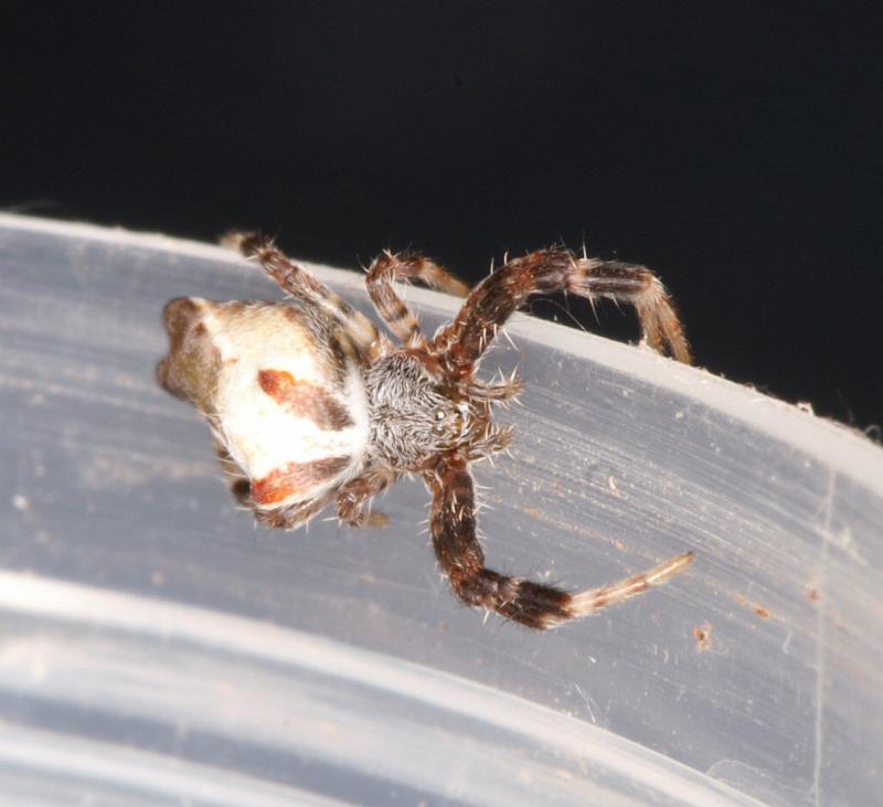 Cyrtophora_ZZ314_D3528_Z_84_Karinji NP_Australie.jpg